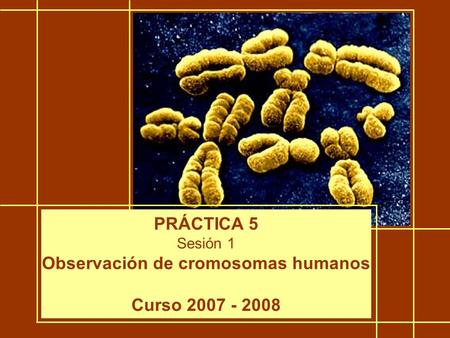 Observación de cromosomas humanos