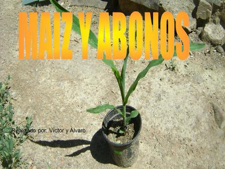 MAIZ Y ABONOS Realizado por: Víctor y Álvaro.