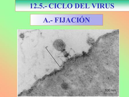 12.5.- CICLO DEL VIRUS A.- FIJACIÓN.