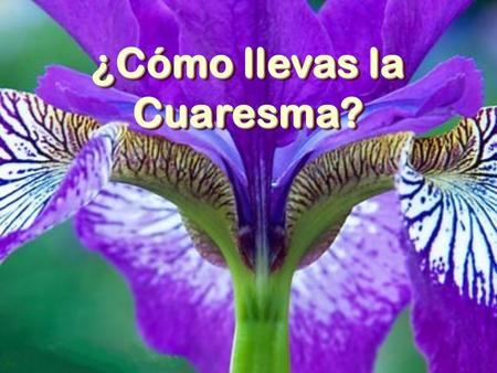 Sue ¿Cómo llevas la Cuaresma? Sue Esta IV semana de cuaresma debería ser: a) para “ayunar” alegremente de ciertas cosas, b) para “hacer fiesta” de otras.