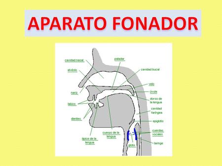 APARATO FONADOR.