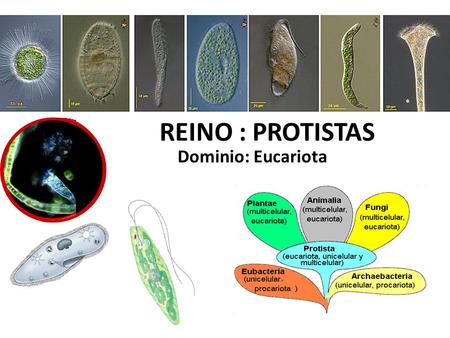 REINO : PROTISTAS Dominio: Eucariota.