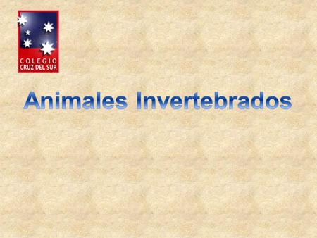 Animales Invertebrados