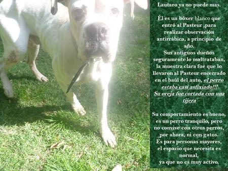 Lautaro ya no puede mas. Él es un bóxer blanco que entró al Pasteur,para realizar observación antirrábica, a principio de año. Sus antiguos dueños seguramente.