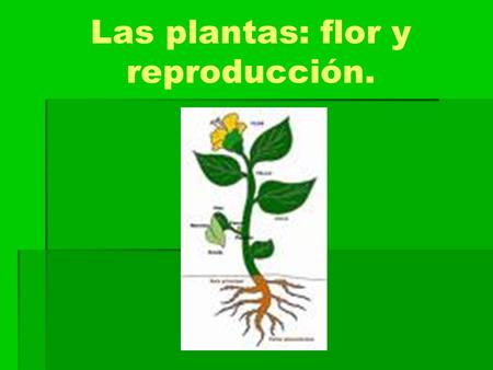 Las plantas: flor y reproducción.