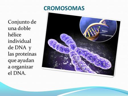 CROMOSOMAS Conjunto de una doble hélice individual de DNA y las proteínas que ayudan a organizar el DNA.