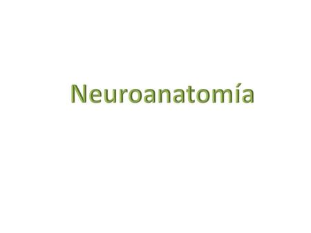 Neuroanatomía.