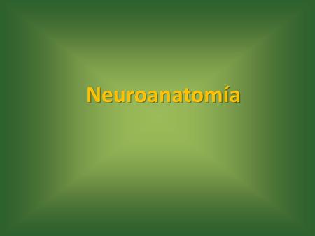 Neuroanatomía.