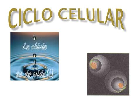 CICLO CELULAR.