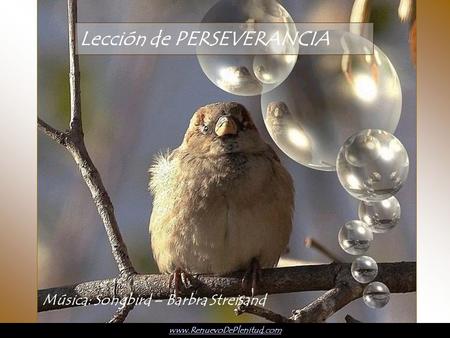 Lección de PERSEVERANCIA Música: Songbird – Barbra Streisand www.RenuevoDePlenitud.com.