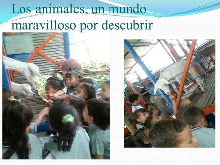 Los animales, un mundo maravilloso por descubrir