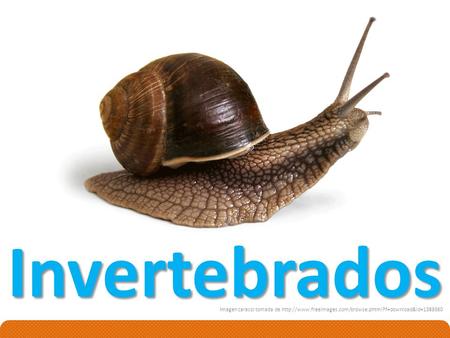 Invertebrados Imagen caracol tomada de http://www.freeimages.com/browse.phtml?f=download&id=1389360.