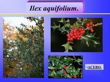 Ilex aquifolium. ACEBO..