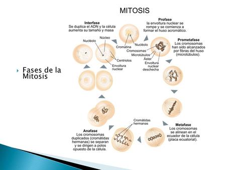 Fases de la Mitosis.