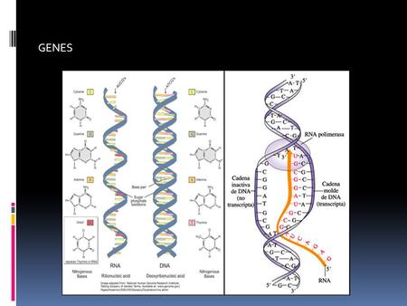 GENES.