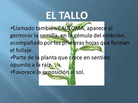 EL TALLO Llamado también CAULOMA, aparece al germinar la semilla, en la gémula del embrión, acompañado por las primeras hojas que forman el follaje. Parte.
