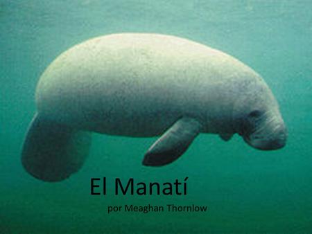 El Manatí por Meaghan Thornlow.