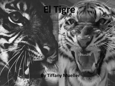 El Tigre By Tiffany Mueller.
