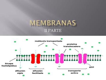 MEMBRANAS II PARTE.