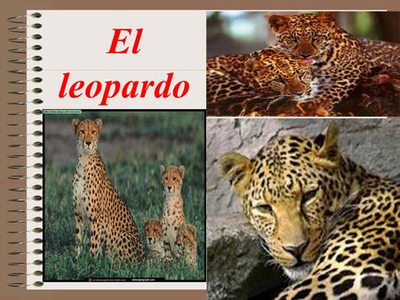 El leopardo.