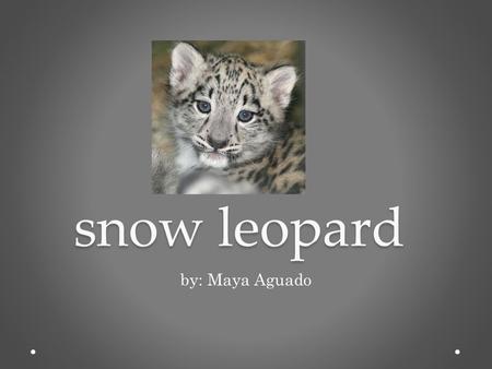 Snow leopard by: Maya Aguado.