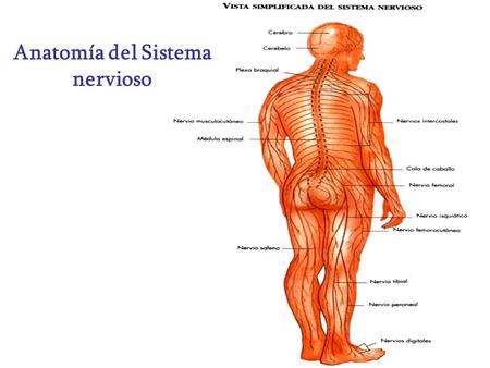 Anatomía del Sistema nervioso