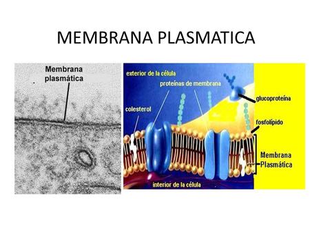 MEMBRANA PLASMATICA.