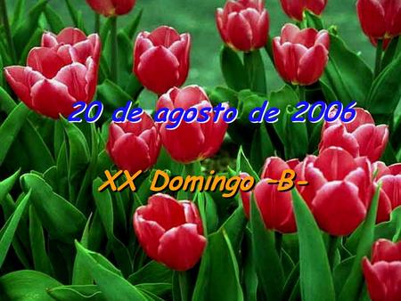 20 de agosto de 2006 XX Domingo –B-.