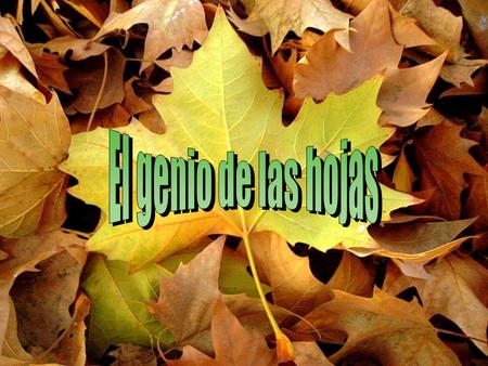El genio de las hojas.
