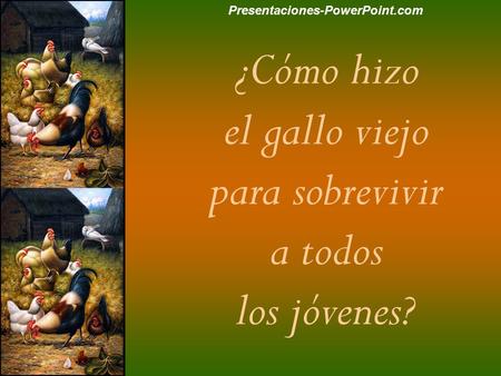 ¿Cómo hizo el gallo viejo para sobrevivir a todos los jóvenes?