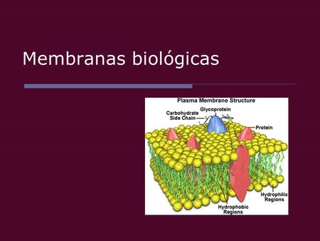 Membranas biológicas.