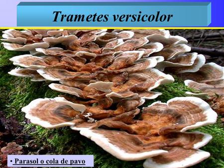 Trametes versicolor Parasol o cola de pavo.