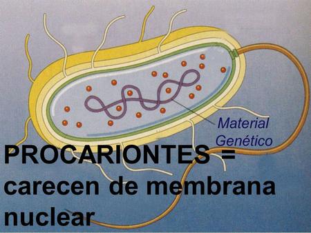 PROCARIONTES 	= carecen de membrana nuclear