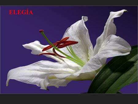 ELEGÍA.