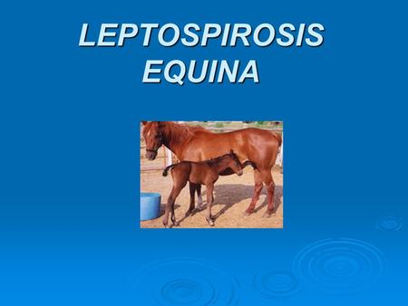 LEPTOSPIROSIS EQUINA.