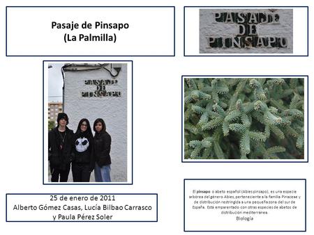 Pasaje de Pinsapo (La Palmilla) El pinsapo o abeto español (Abies pinsapo), es una especie arbórea del género Abies, perteneciente a la familia Pinaceae.