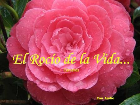 El Rocío de la Vida... Con Audio Camelias “Ni la tristeza, ni la desilusión, ni la incertidumbre, ni la soledad...... Nada me impedirá sonreir...