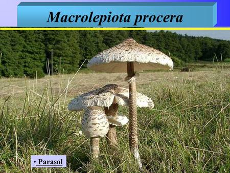 Macrolepiota procera Parasol.