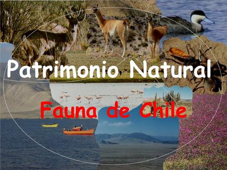 Patrimonio Natural Fauna de Chile.
