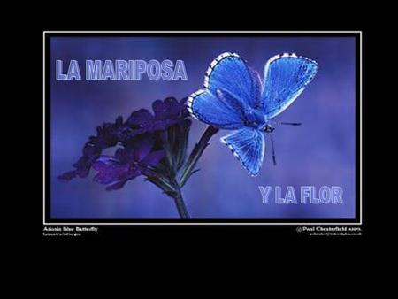 Cierta vez, un hombre pidió a Dios una flor......y una mariposa.