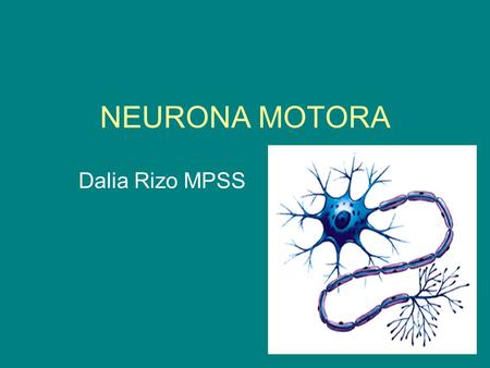 NEURONA MOTORA Dalia Rizo MPSS.