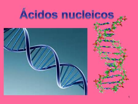 Ácidos nucleicos.
