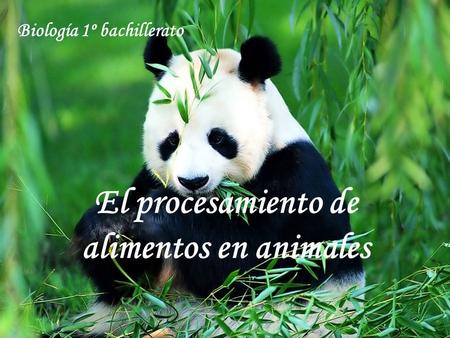 El procesamiento de alimentos en animales