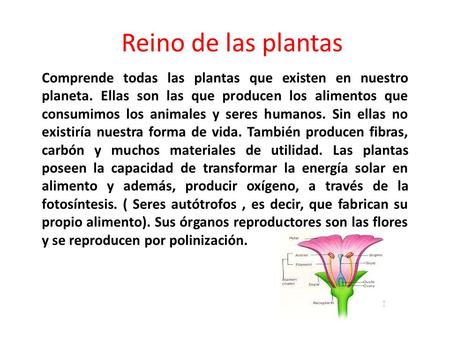 Reino de las plantas Comprende todas las plantas que existen en nuestro planeta. Ellas son las que producen los alimentos que consumimos los animales y.