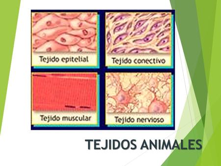 TEJIDOS ANIMALES.