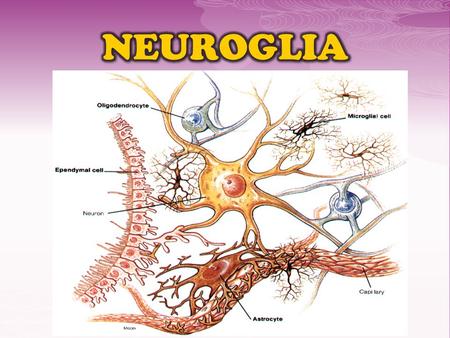 NEUROGLIA.