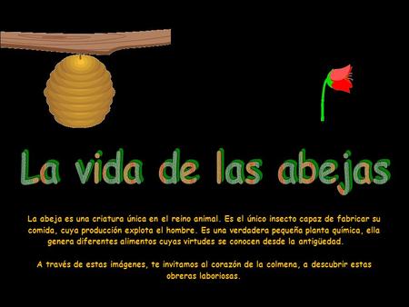 La vida de las abejas La abeja es una criatura única en el reino animal. Es el único insecto capaz de fabricar su comida, cuya producción explota el hombre. Es.