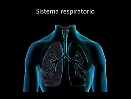 Sistema respiratorio.