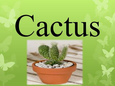 Cactus.