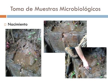 Toma de Muestras Microbiológicos  Nacimiento.  Recolector Principal (P)